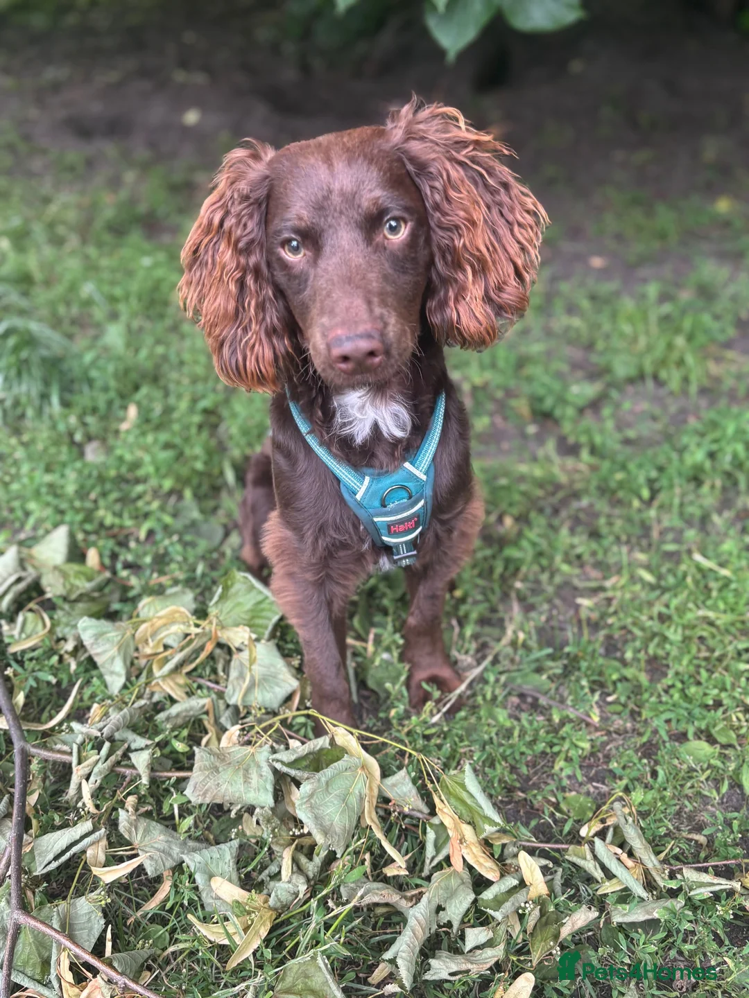 Cockapoo dogs for sale: Dougie the cocker spaniel - Advert 5