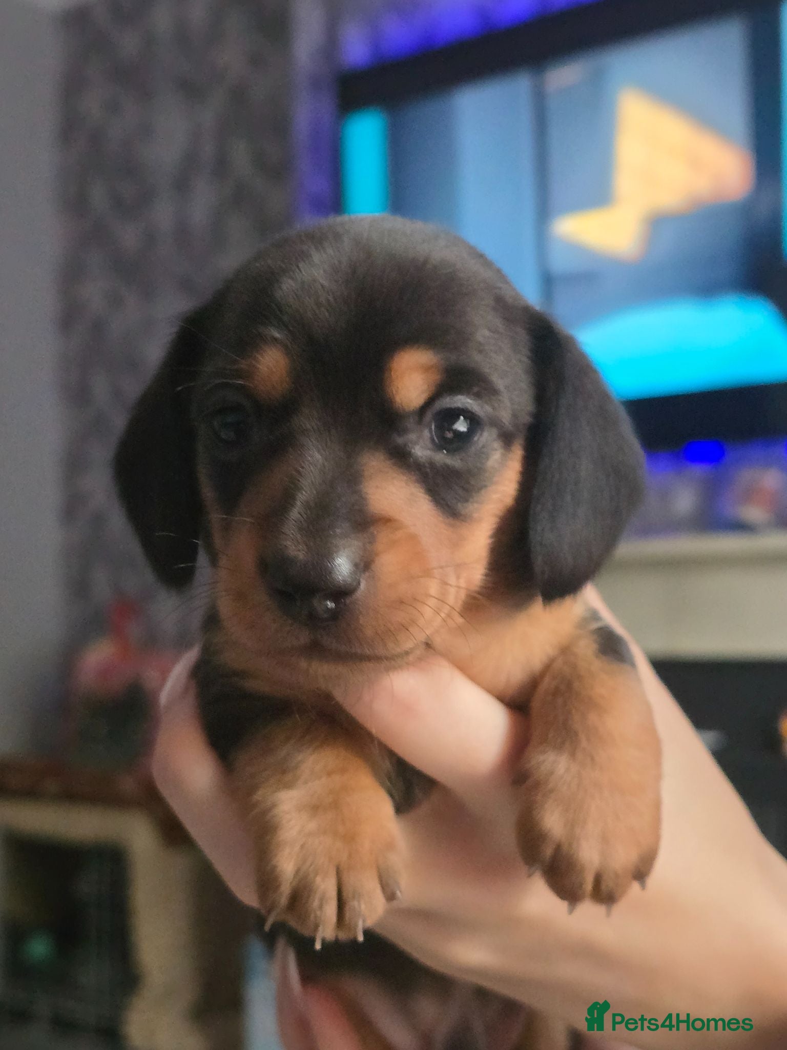 Miniature Dachshund dogs True minature dachshunds  - Advert 1
