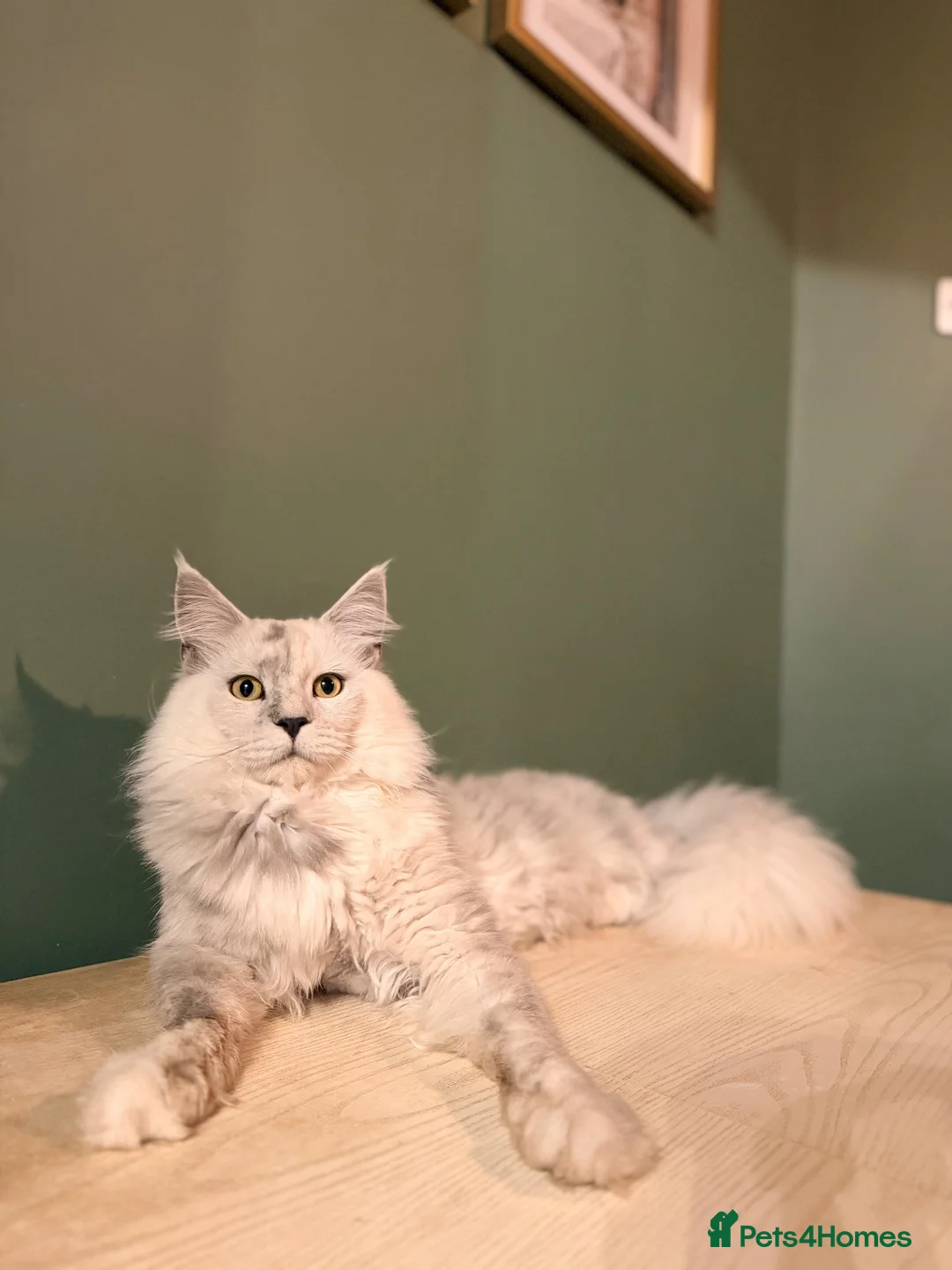 Maine Coon cats for sale: Pedigree Maine Coon Kittens - Advert 9