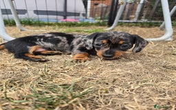 Miniature Dachshund dogs for sale: KC Miniature Dachshund Pups  - Image 2