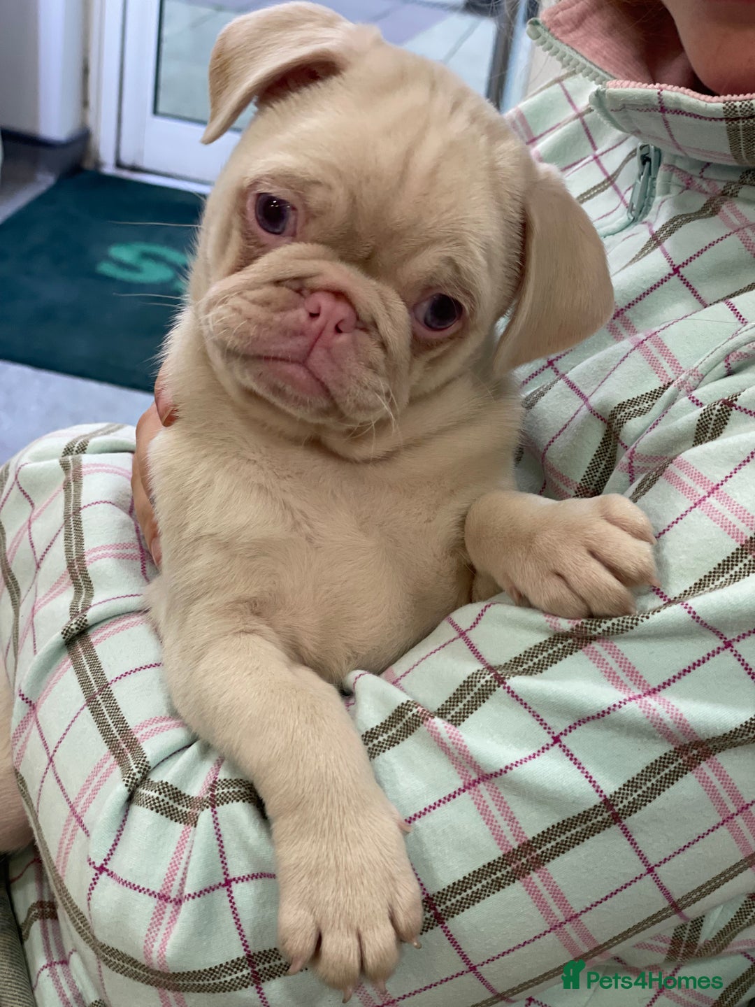 Pug dogs for sale: Pink champagne pug puppy - Advert 7