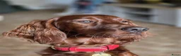 Irish Setter dogs for sale: Quality IRISH SETTER Puppies - Advert 21