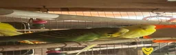 Budgerigars birds for sale: Birds in Leicester - Advert 3