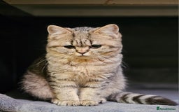 Mixed Breed cats for sale: Beautiful British Shorthair Tabby Female Kittens - Image 7