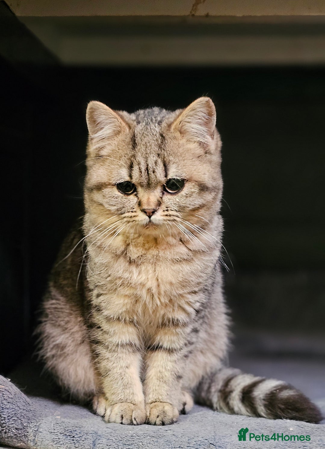 Mixed Breed cats for sale: Beautiful British Shorthair Tabby Female Kittens - Image 7