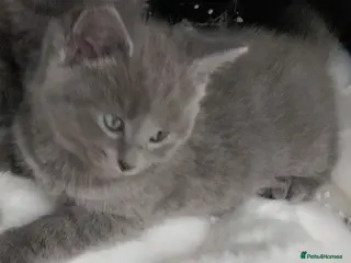 Russian Blue cats Russian Blue kittens 8 weeks old 2 boys 2 girls - Advert 7