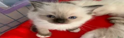 Ragdoll cats for sale: 🐾 Six Adorable Purebred Ragdoll Kittens 🐾 - Advert 10