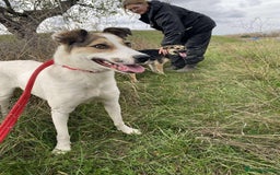 Mixed Breed dogs for adoption: Honour - Norwich Norfolk  - Advert 4