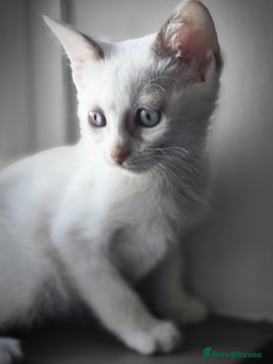 Mixed Breed cats for sale: Adorable Pedigree kitten - GCCF - REDUCED PRICE - Image 17