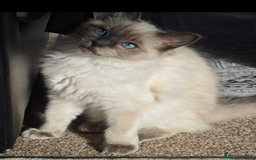 Ragdoll cats for sale: 2😻Ragdoll kittens 💕 - Image 22