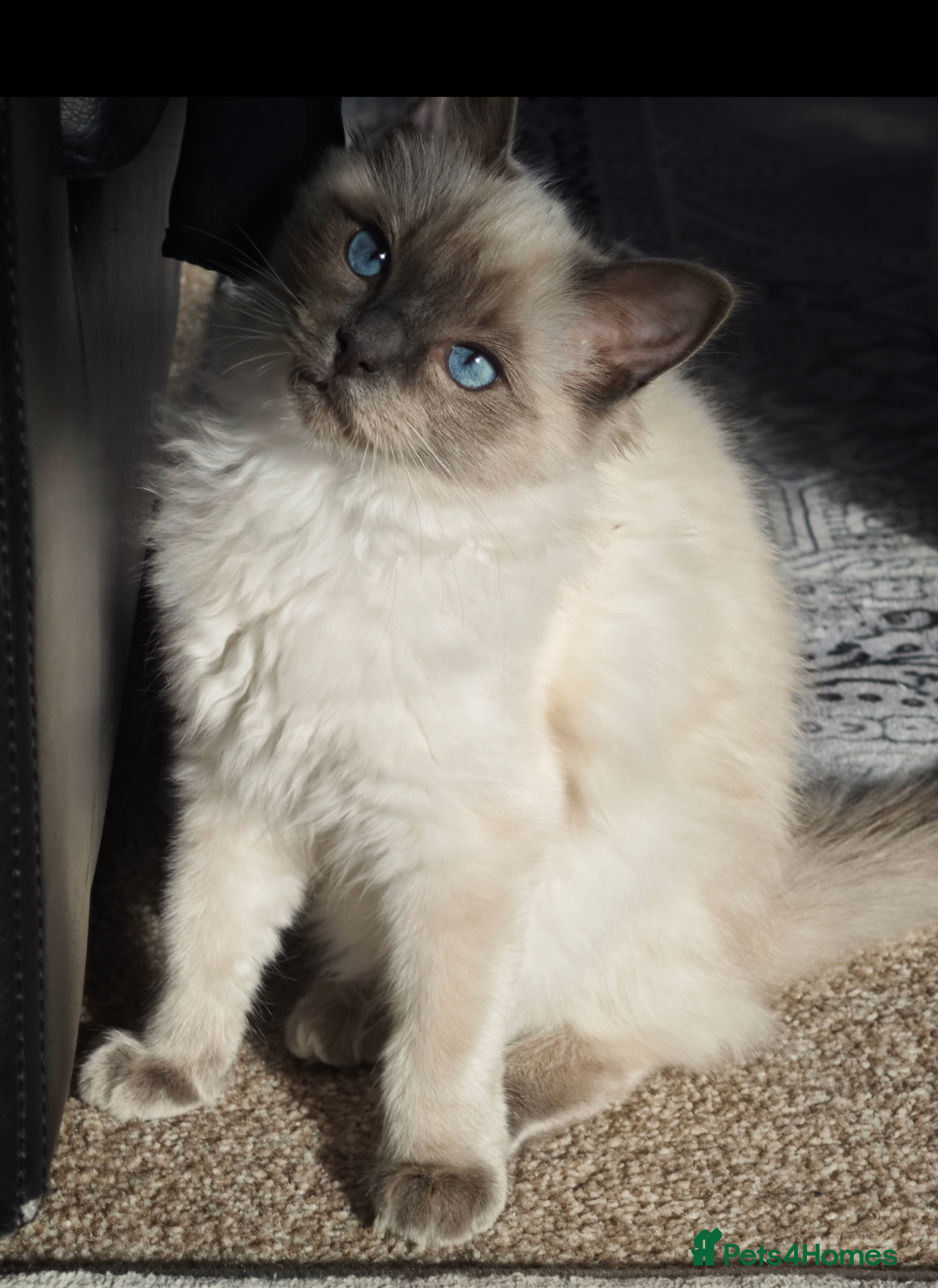 Ragdoll cats for sale: 2😻Ragdoll kittens 💕 - Image 22