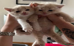 Exotic cats for sale: 3 Exotic x kittens for sale - Advert 4