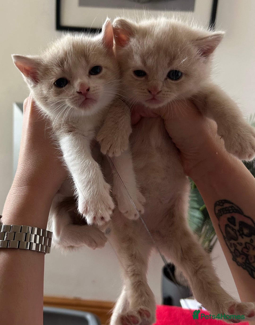 Exotic cats for sale: 3 Exotic x kittens for sale - Advert 4