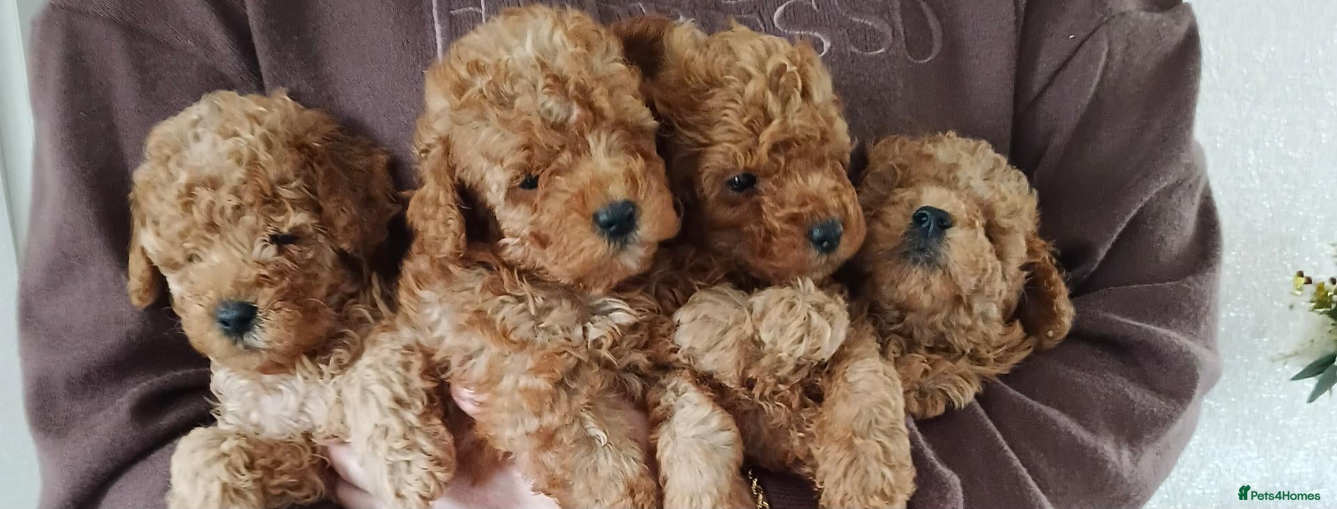 Toy Poodle dogs for sale: Tiny red toy poodles  - Advert 11