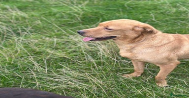 Labrador Retriever dogs - Advert 1