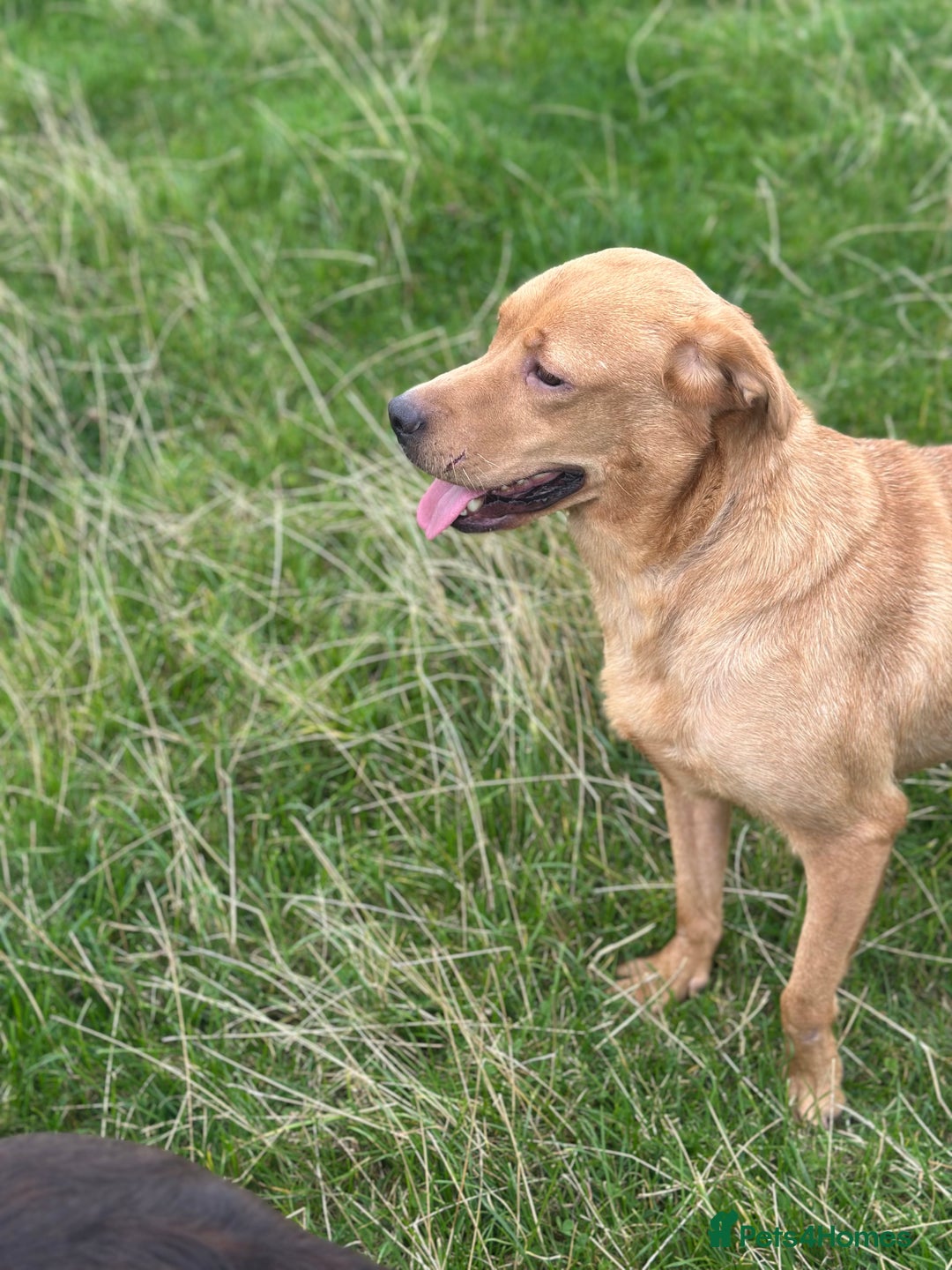 Labrador Retriever dogs for sale: Lovely Labrador Lady looking for a forever home - Image 2