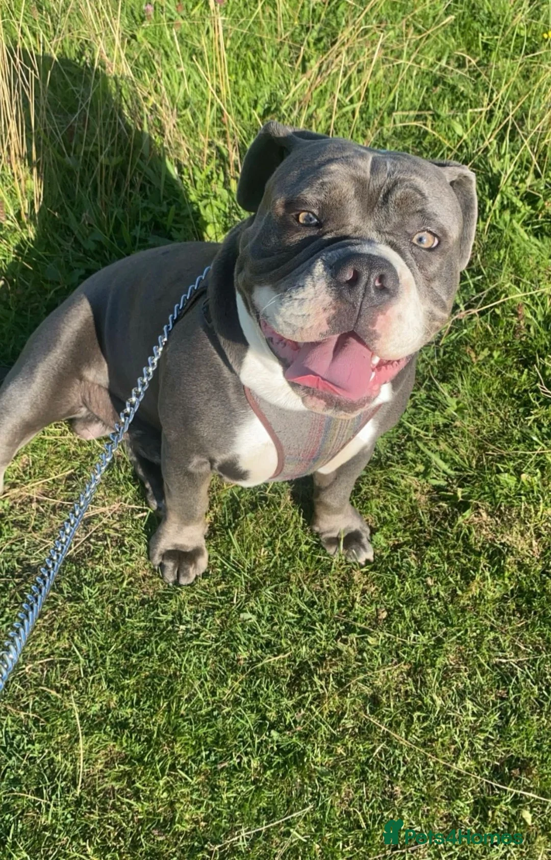 Olde English Bulldogge dogs for sale: Rodger~ new English bulldog - Advert 2