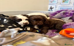 Cocker Spaniel dogs for sale: One liver and white male available  - Image 4