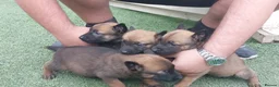 Belgian Shepherd Dog dogs for sale: Outstanding Belgium malinois puppies  - Advert 28