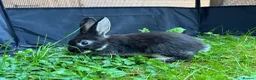 Mixed Breed rabbits for sale: Beautiful baby rabbits in Cardiff - Advert 2