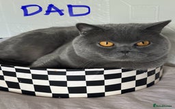 British Shorthair cats for sale: British Shorthair GCCF Registered Kittens  - Image 13