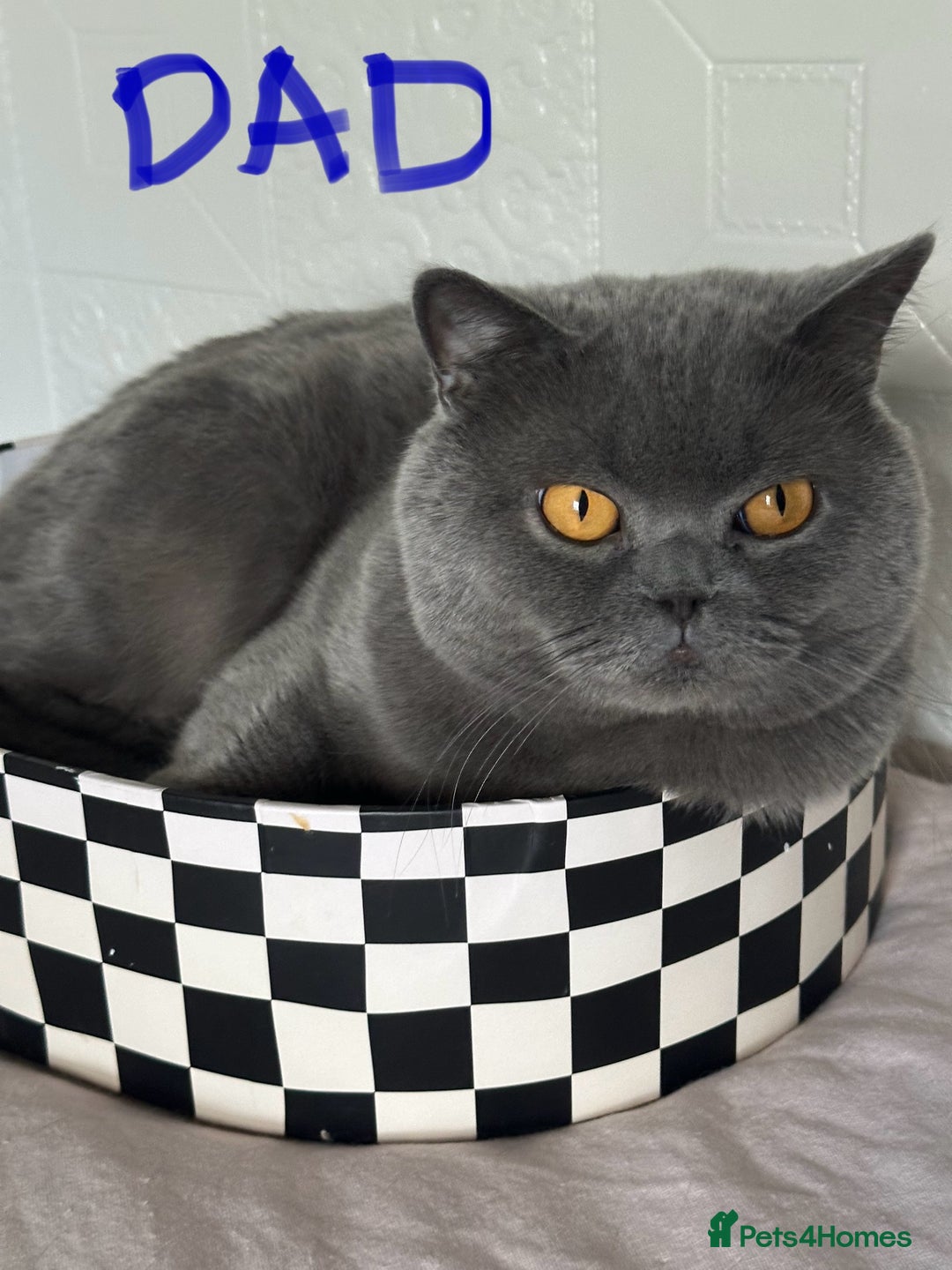British Shorthair cats for sale: British Shorthair GCCF Registered Kittens  - Image 13