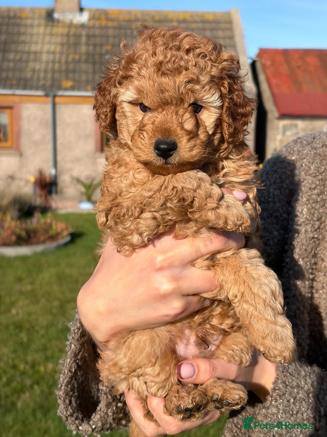 Mixed Breed dogs for sale: Toy Poodle  - Advert 2