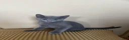 Russian Blue cats for sale: 5 Beautiful Russian Blue Kittens - Advert 17
