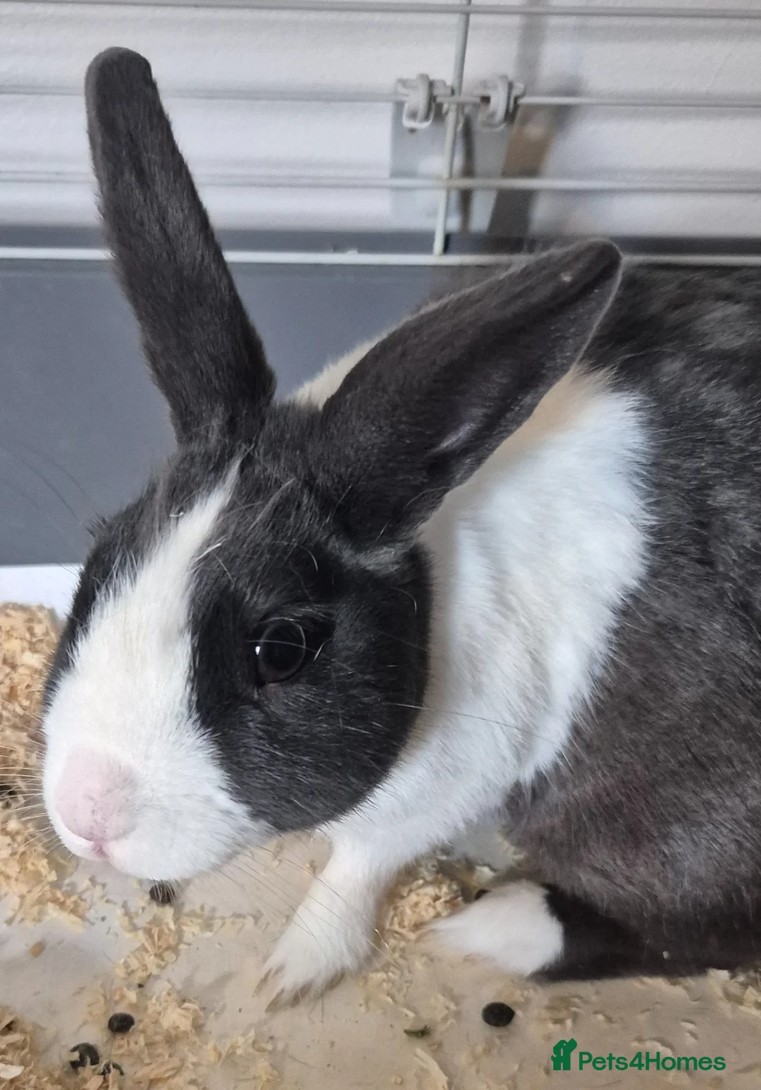 Rex rabbits for sale: Rabbit in Worcester - Advert 1