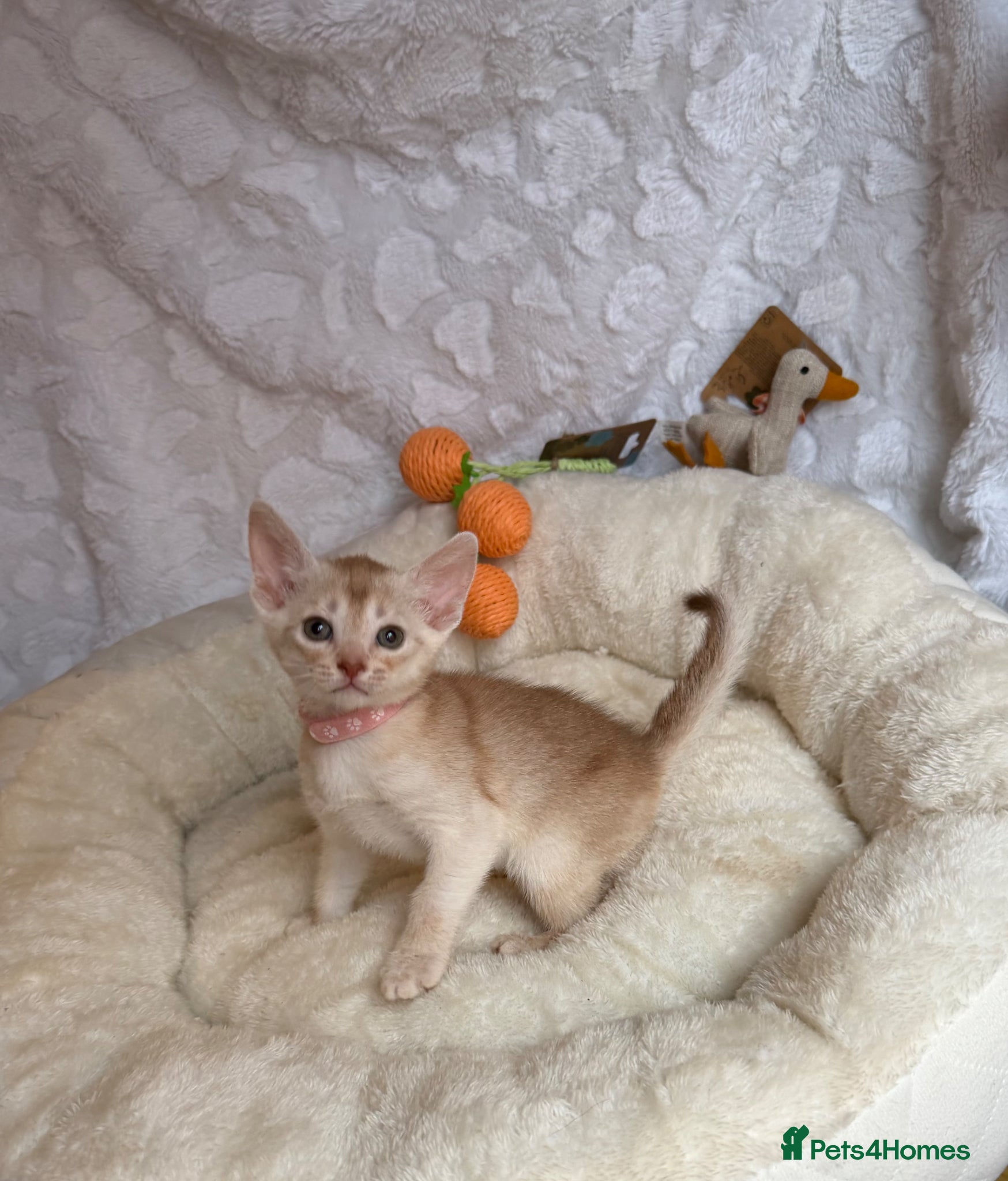 Abyssinian cats for sale: 🏆✨ CHAMPION Silver Cinnamon  Abyssinian  ✨🏆❤️ - Advert 13