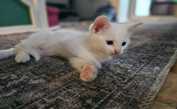 Mixed Breed cats - Advert 5