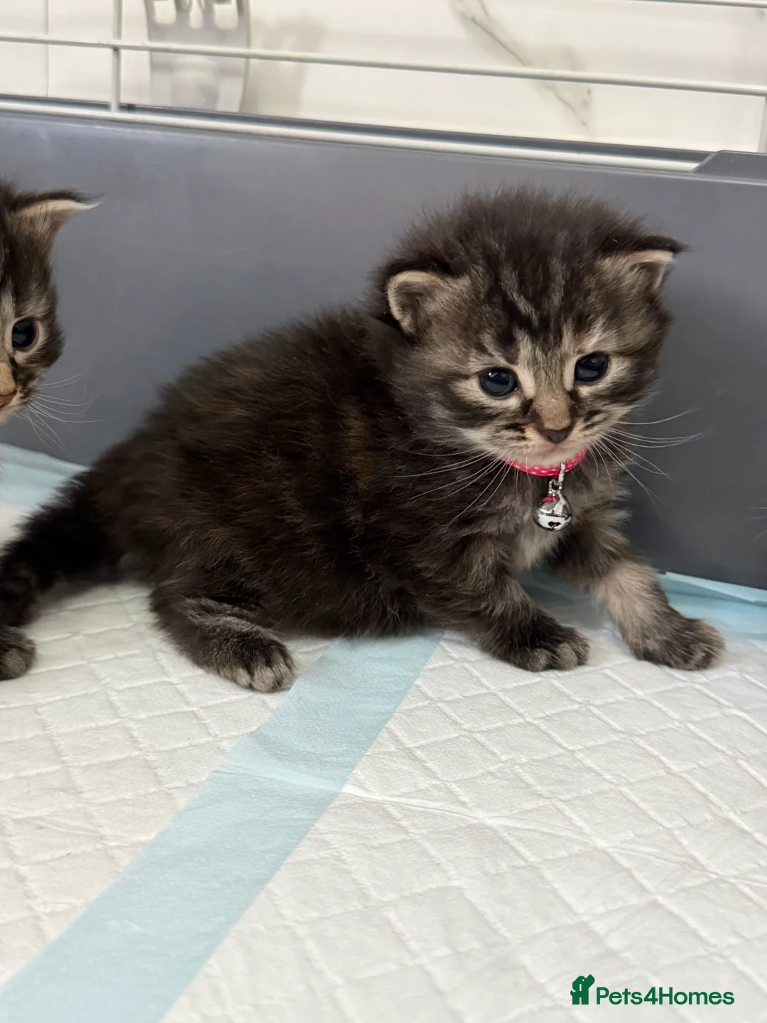 LaPerm cats for sale: LaPerm Kittens Ready for Reservation😍 - Advert 2