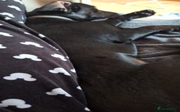 Mixed Breed dogs for sale: 8 Month Old Teddy Dachshund Cross Labrador  - Image 3