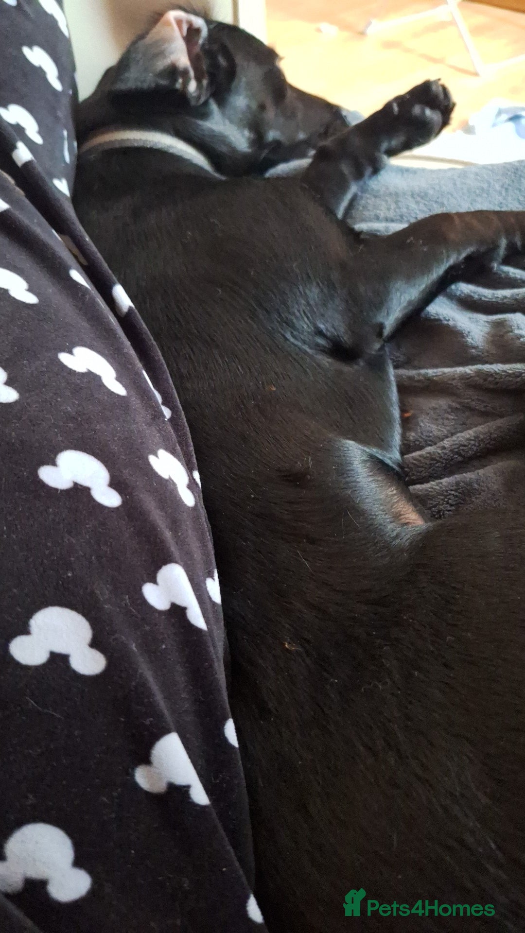 Mixed Breed dogs for sale: 8 Month Old Teddy Dachshund Cross Labrador  - Image 3