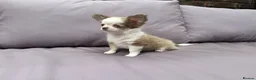 Chihuahua dogs for sale: **PRICE REDUCTION** 🐾🩶 READY TO GO LAST TINY BOY - Advert 11