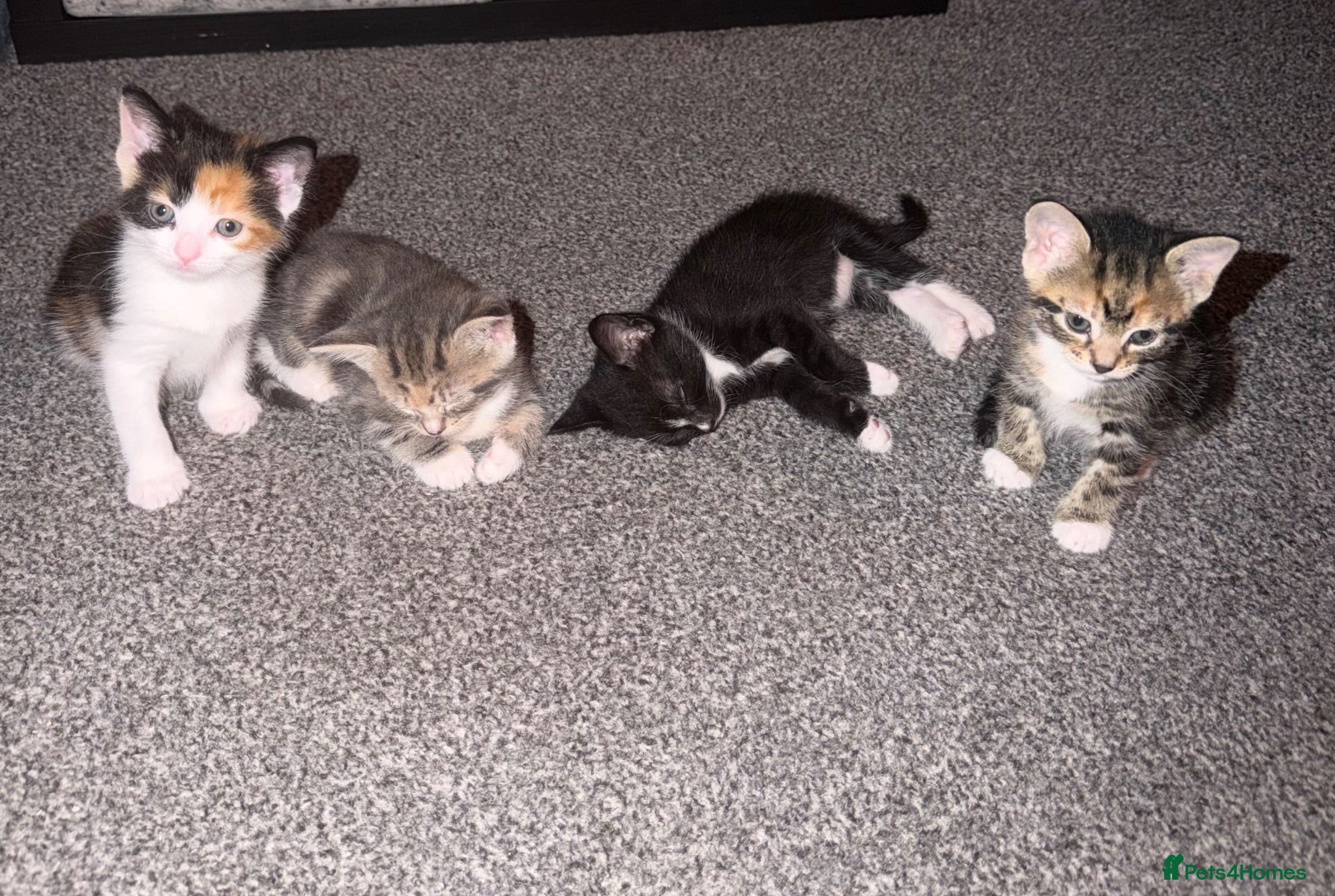 Mixed Breed cats Beautiful Domestic Shorthair Kittens  🐾 - Advert 4