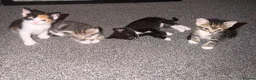 Mixed Breed cats for sale: 3 Gorgeous Female Kittens Ready Now  🐾  - Advert 8