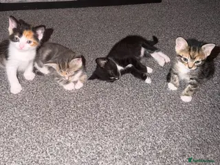 Mixed Breed cats Beautiful Domestic Shorthair Kittens 🐾 - Advert 4