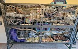 Rat rodents for sale: Rats  - Image 11