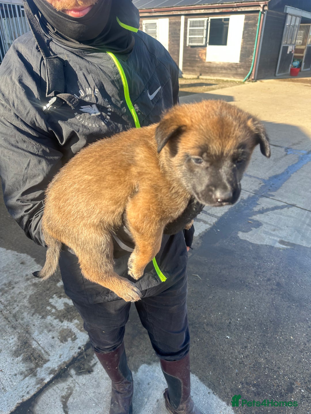 Belgian Shepherd Dog dogs for sale: 🐾🐾 BELGIUM MALINOIS 🐾🐾  - Image 10