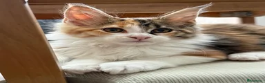 Maine Coon 1