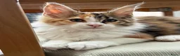 Maine Coon cats for sale: Beautiful Maine Coon Kittens – Born 19 June 2026 - Advert 14