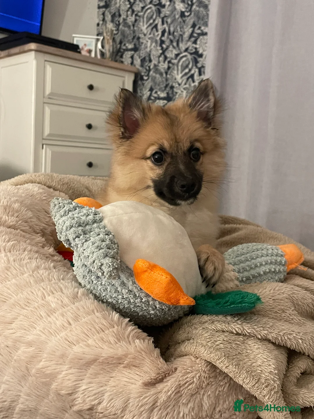 Mixed Breed dogs for sale: Pomeranian X spitz - Advert 2
