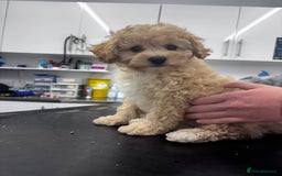 Cavapoo dogs for sale: Caverpoo babies  - Image 1