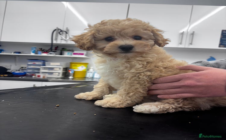 Cavapoo dogs - Advert 1