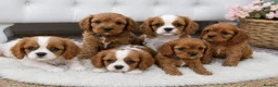 Cavalier King Charles Spaniel dogs for stud: Mr Chips kc/health tested stud  - Advert 6