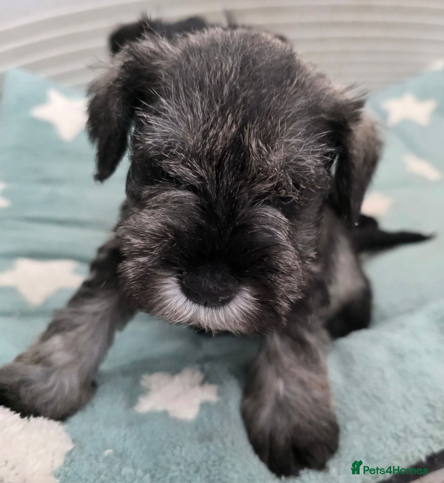 Miniature Schnauzer dogs Beautiful Miniature Schnauzers - Advert 2