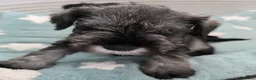 Miniature Schnauzer dogs for sale: Beautiful Miniature Schnauzers - Advert 4