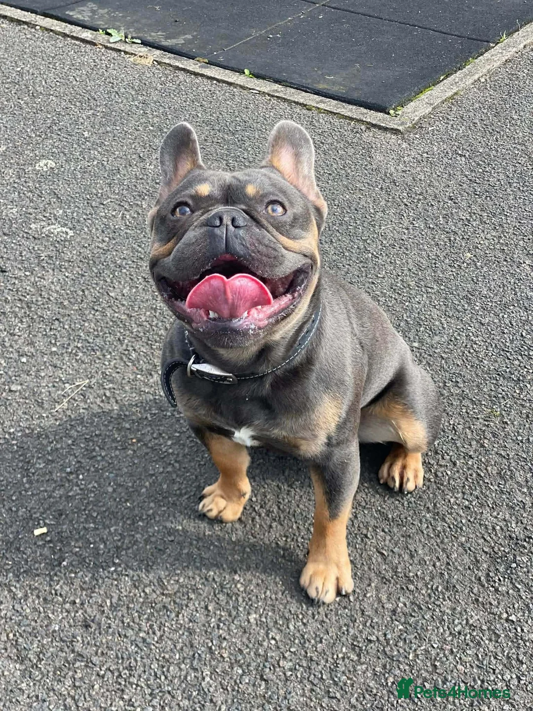 French Bulldog dogs for sale: French Bulldog in Chesterfield - Advert 1