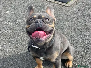 French Bulldog dogs French Bulldog - Advert 3